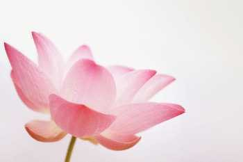 カンイン,観音,洋代のカスタマイズ