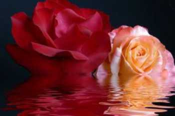 ツインフレームモダリティ,サナトクマラのギフト,パートナーシップ,ハートに火をつける,愛の強化